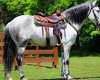 all-around-andalusian-horse