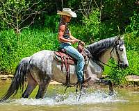 athletic-andalusian-horse