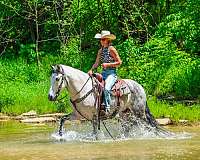 beginner-andalusian-horse