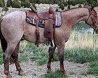oibb-quarter-horse