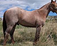 once-in-a-blu-boon-quarter-horse