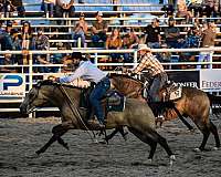 high-school-quarter-horse