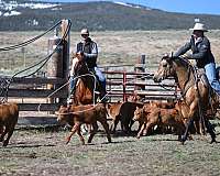 junior-quarter-horse