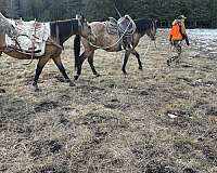 all-around-quarter-horse