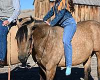 safe-quarter-horse
