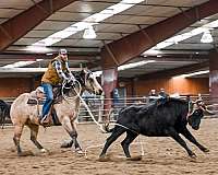 flashy-quarter-horse