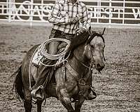 performance-quarter-horse