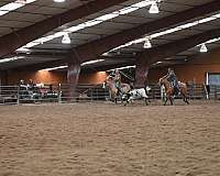 kid-safe-quarter-horse