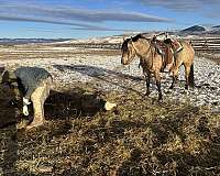 roping-quarter-horse