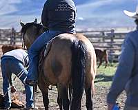 ranch-versatility-quarter-horse