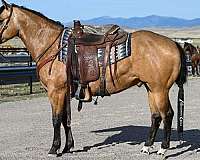 buckskin-quarter-horse-gelding