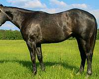 athletic-quarter-horse