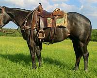 endurance-quarter-horse