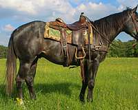 flashy-quarter-horse