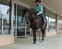 ranch-versatility-quarter-horse