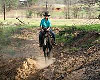 trail-quarter-horse