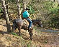 trail-riding-quarter-horse