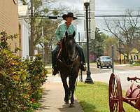 western-riding-quarter-horse