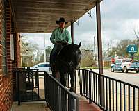 working-cattle-quarter-horse