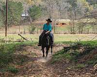 working-quarter-horse