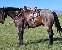 pretty-quarter-horse