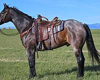safe-quarter-horse