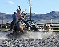 all-around-quarter-horse