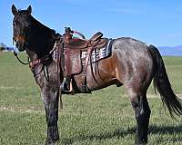 bay-roan-quarter-horse
