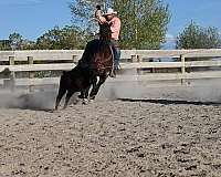 performance-quarter-horse