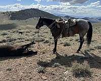 ranch-versatility-quarter-horse