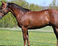 star-horse
