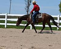 chestnut-star-horse