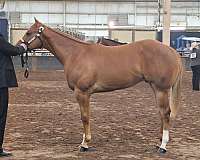 all-around-paint-horse