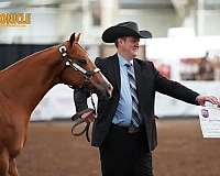 athletic-paint-horse