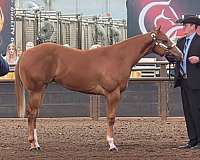 beginner-paint-horse