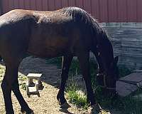 brown-mountain-pleasure-mare