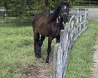 brown-mountain-pleasure-for-sale