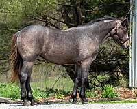 breeding-draft-horse