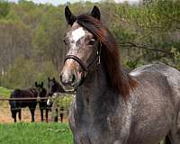 cross-draft-horse