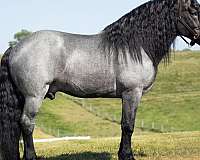 draft-horse