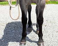 driving-draft-horse