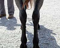 pleasure-driving-draft-horse