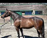 oldenburg-gelding