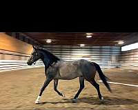 oldenburg-horse