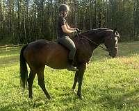 oldenburg-horse-for-sale