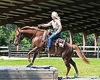aqha-quarter-horse