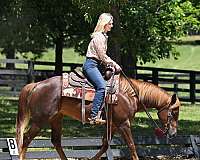 western-quarter-horse