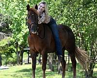 athletic-quarter-horse