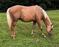 three-bars-gelding