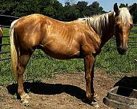 sugar-bars-gelding